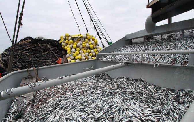 Alan Fairlie se suma a la lucha de pescadores a favor de la anchoveta