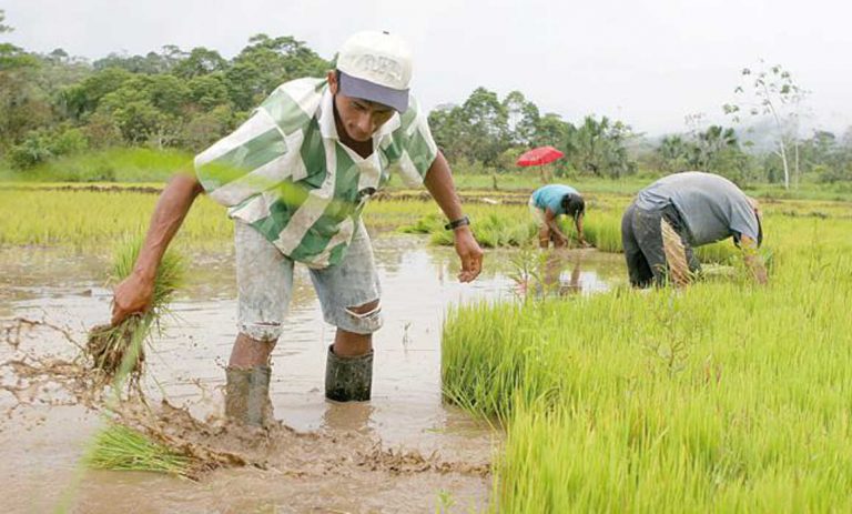 Alan Fairlie se solidariza con lucha de los productores de arroz