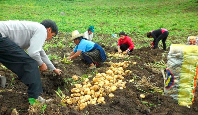 Gobierno debe atender a la brevedad demandas de productores de papa