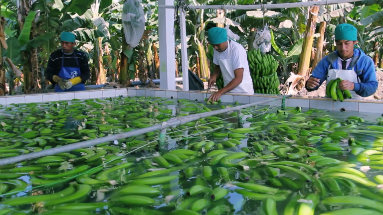 CEDEPAS NORTE una experiencia exitosa del trabajo de los CITES en el Perú